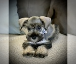 Small Photo #8 Schnauzer (Miniature) Puppy For Sale in HESPERIA, CA, USA