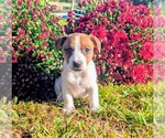 Image preview for Ad Listing. Nickname: Rigsby
