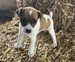Puppy Max Jack Russell Terrier