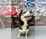 Small #2 Siberian Husky Mix