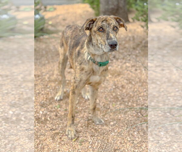 Medium Photo #2 Catahoula Leopard Dog-Unknown Mix Puppy For Sale in PIPE CREEK, TX, USA