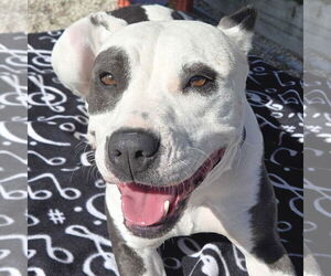 American Pit Bull Terrier-Unknown Mix Dogs for adoption in Jefferson, WI, USA