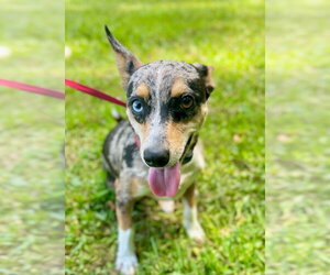 Chihuahua-Unknown Mix Dogs for adoption in Oakhurst, NJ, USA