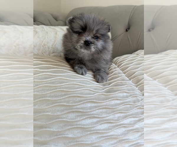 Medium Photo #2 Pomeranian Puppy For Sale in BAKERSFIELD, CA, USA
