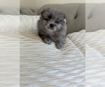 Small #1 Pomeranian