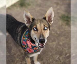 German Shepherd Dog-Unknown Mix Dogs for adoption in San Antonio, TX, USA