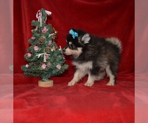 Pomsky Puppy for sale in BARNESVILLE, KS, USA