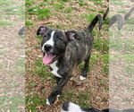 Small #4 Labrador Retriever-Plott Hound Mix
