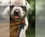 Puppy 3 Cane Corso