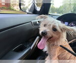 Small #2 Shih Tzu Mix