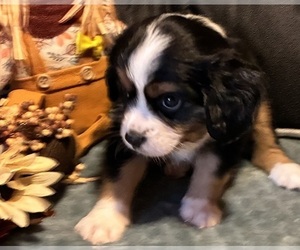 Aussalier Puppy for sale in PICAYUNE, MS, USA