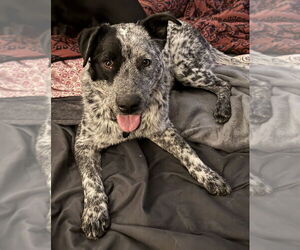 Mutt Dogs for adoption in Springdale, PA, USA