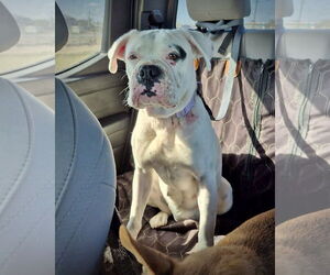 Boxer Dogs for adoption in Dumont, NJ, USA