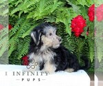 Small #1 Morkie