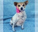 Small Chihuahua