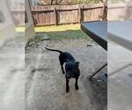 Small Chihuahua