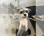 Small #3 Shih Tzu Mix