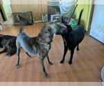 Small #4 Labrador Retriever Mix
