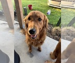 Small Photo #1 Golden Retriever Puppy For Sale in GARDNERVILLE, NV, USA