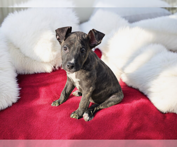 Medium Photo #1 American Pit Bull Terrier Puppy For Sale in MIDWAY, UT, USA