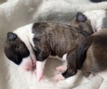 Small Photo #3 Bull Terrier Puppy For Sale in KENNEWICK, WA, USA