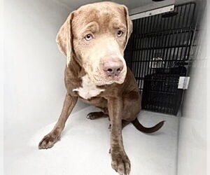 Mutt Dogs for adoption in Houston, TX, USA