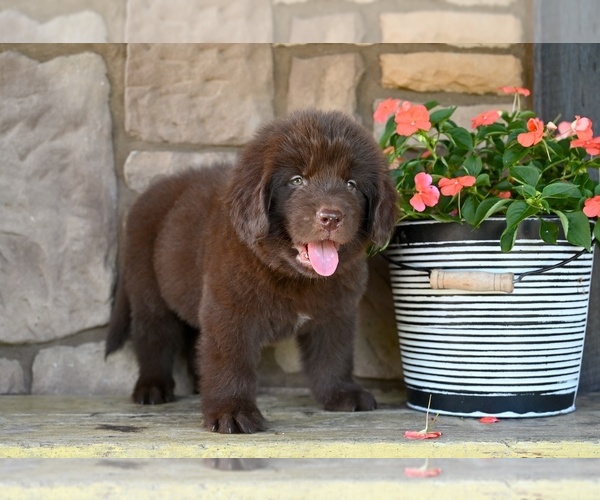 Medium Photo #5 Newfoundland Puppy For Sale in MILLERSBURG, OH, USA