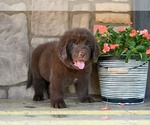 Small #4 Newfoundland