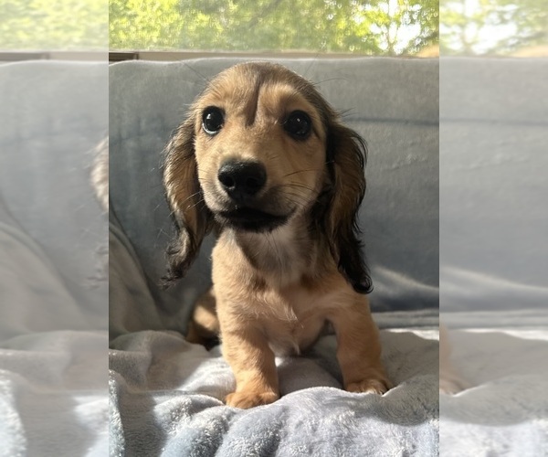 Medium Photo #7 Dachshund Puppy For Sale in MEMPHIS, TN, USA