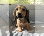 Small #6 Dachshund