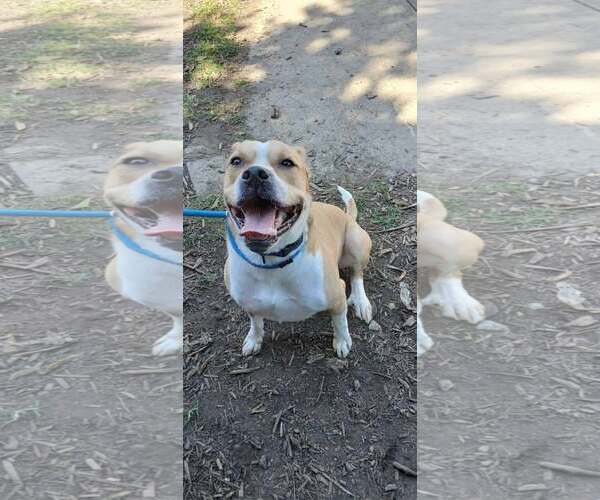 Medium Photo #1 Mutt Puppy For Sale in Martinsburg, WV, USA
