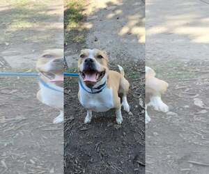 Mutt Dogs for adoption in Martinsburg, WV, USA