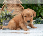 Small Photo #15 Golden Retriever Puppy For Sale in WOLCOTTVILLE, IN, USA