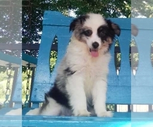 Miniature Australian Shepherd Puppy for sale in FREDERICKSBURG, OH, USA