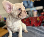 Small Photo #1 French Bulldog Puppy For Sale in SAND SPRINGS, OK, USA