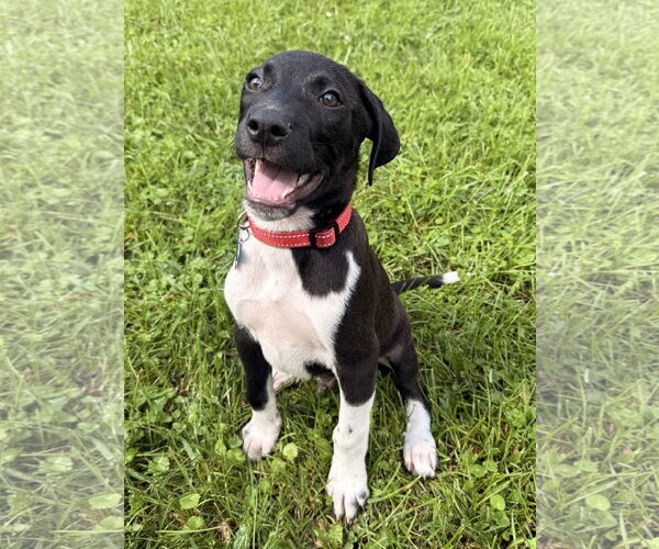 Medium Photo #2 Mutt Puppy For Sale in Plainfield, IL, USA