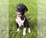 Small #1 Mutt
