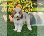 Small Goldendoodle (Miniature)