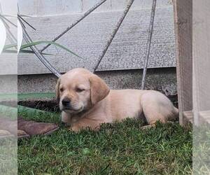 Labrador Retriever Puppy for sale in JONESTOWN, PA, USA