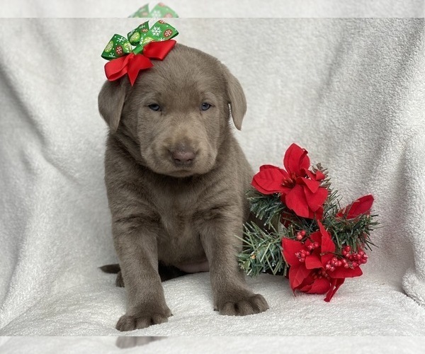 Medium Photo #3 Labrador Retriever Puppy For Sale in CEDAR LANE, PA, USA