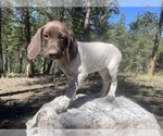 Small Photo #1 German Shorthaired Pointer Puppy For Sale in GRAND ISLAND, NE, USA