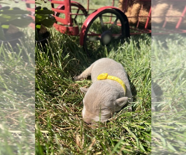 Medium Photo #6 Labrador Retriever Puppy For Sale in NEOLA, WV, USA