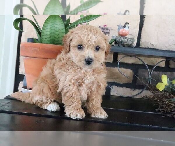 Medium Photo #2 ShihPoo Puppy For Sale in CANTON, OH, USA