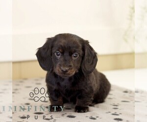 Dachshund Puppy for sale in HONEY BROOK, PA, USA