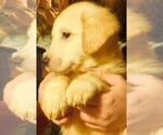 Small Photo #3 Golden Retriever Puppy For Sale in IDAHO SPRINGS, CO, USA
