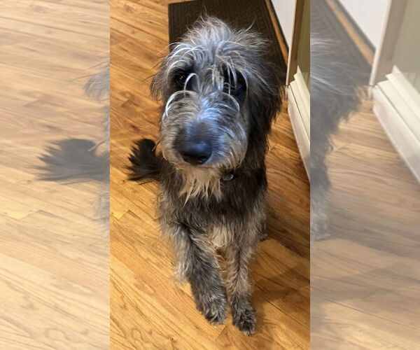 Medium Photo #2 Shepadoodle Puppy For Sale in Alexander, AR, USA