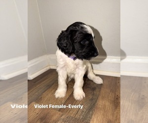 Goldendoodle mix (+ Poodle Standard) Puppy for sale in WEAVER, AL, USA