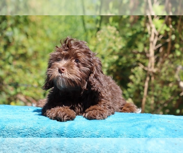 Medium Photo #10 ShihPoo Puppy For Sale in DYERSBURG, TN, USA