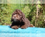 Small #9 ShihPoo