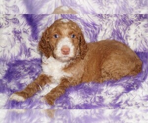Miniature Labradoodle Puppy for sale in LA HABRA, CA, USA